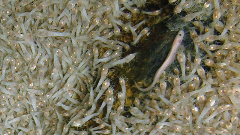 Illustration for article titled New species of eyeless shrimp discovered swarming the deepest volcanic vents on Earth